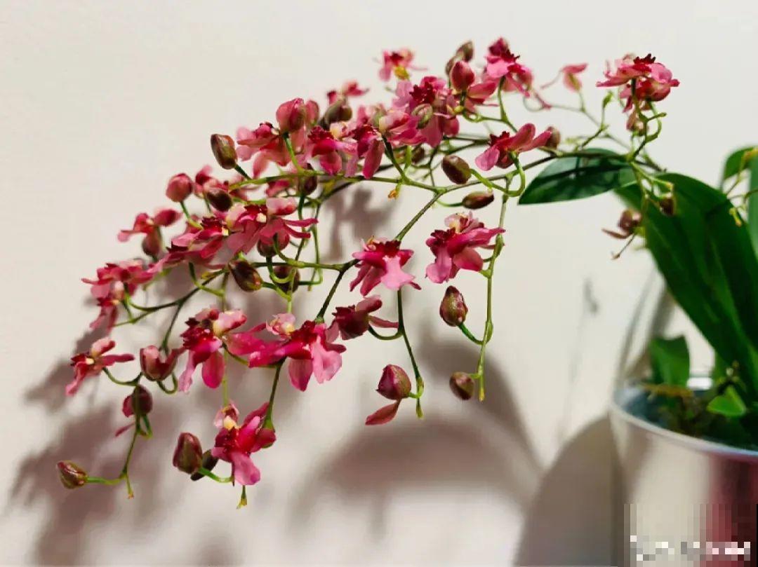 适合秋天养的文心兰,整个秋冬都开花,奶油香味十足 适合秋天养的文心兰,整个秋冬都开花,奶油香味十足