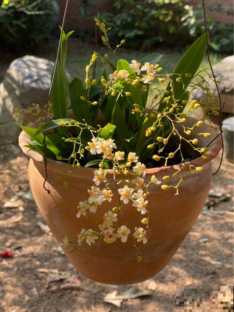 10月逛花市，4种花赶紧“收入囊中”，现在正是花期