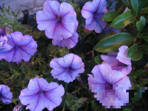 秋天常见的60种花，最全花卉图谱，收藏起来慢慢看