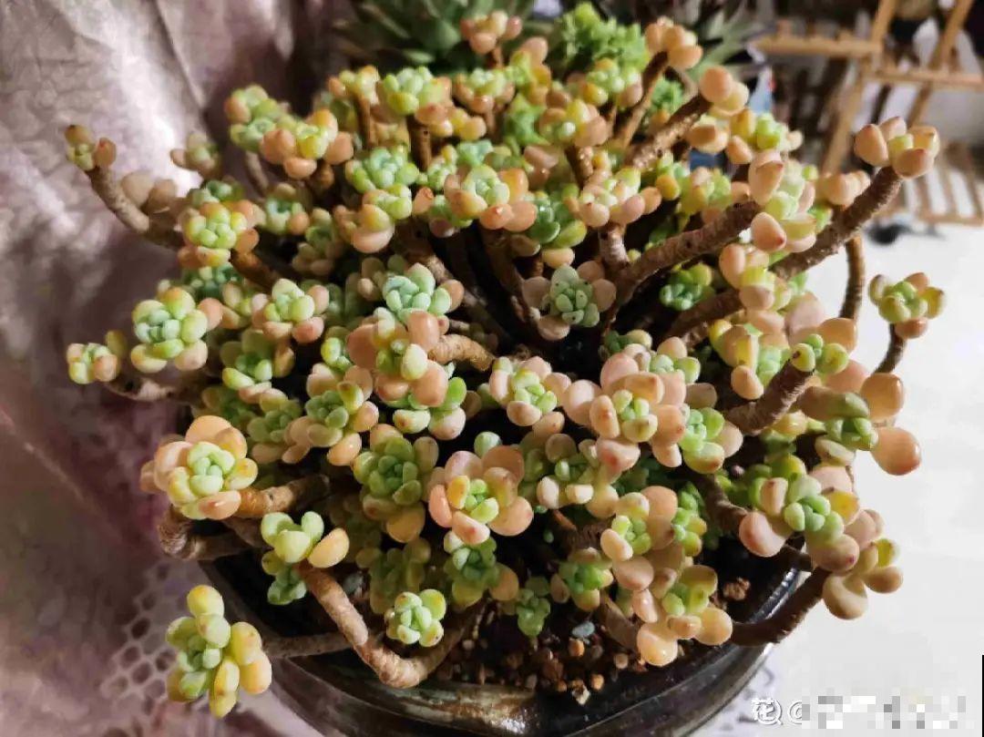 秋天在家养盆“香香花”，满屋子香味，还特耐寒