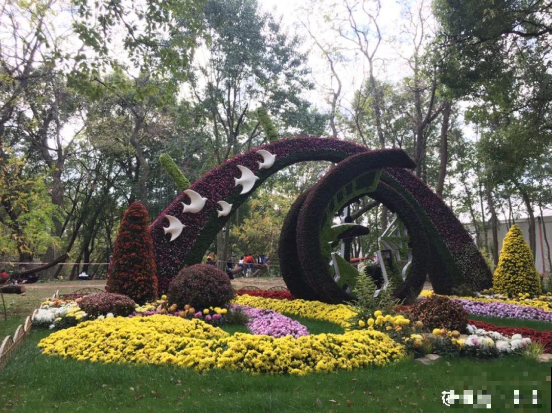 一盆菊花一万二，能开出七个颜色，真是少见