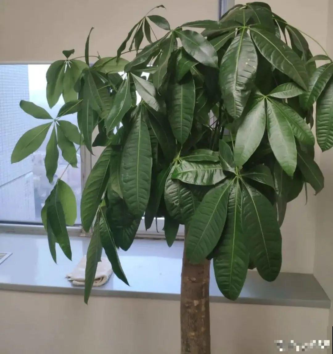 客厅养好树,子孙一直富,8种树养在家,镇宅有安全感 客厅养好树,子孙一直富,8种树养在家,镇宅有安全感