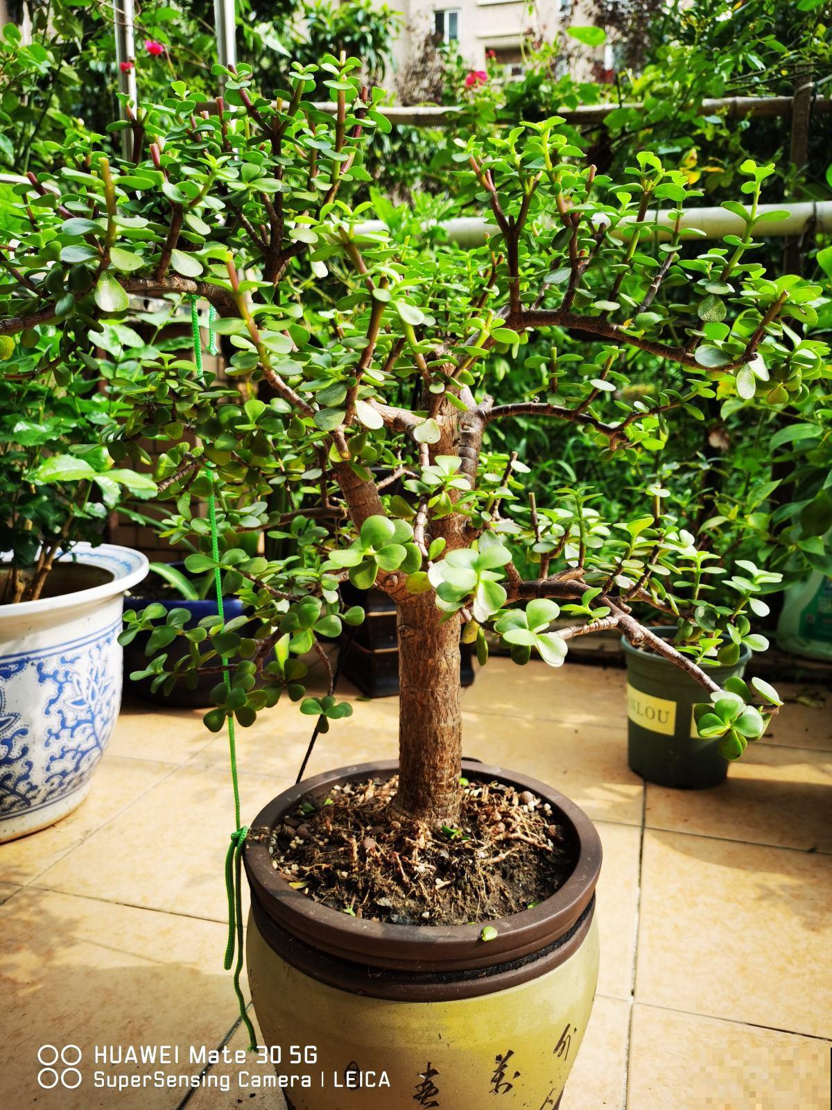 5种花,天生的高贵气质,做成盆景价值翻倍 5种花,天生的高贵气质,做成盆景价值翻倍