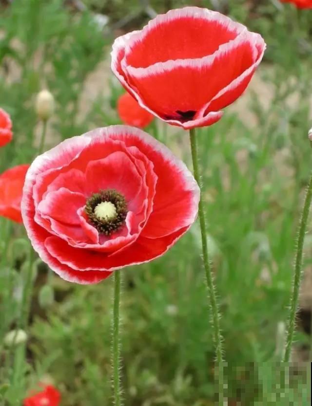 1种花是“毒美人”，千万不能养，1棵就能招来麻烦