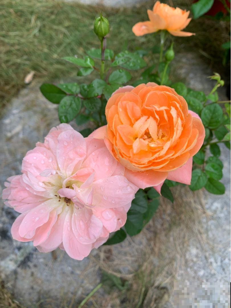 北方冬天,她的院子依旧开花满园,南方人看了都羡慕 北方冬天,她的院子依旧开花满园,南方人看了都羡慕