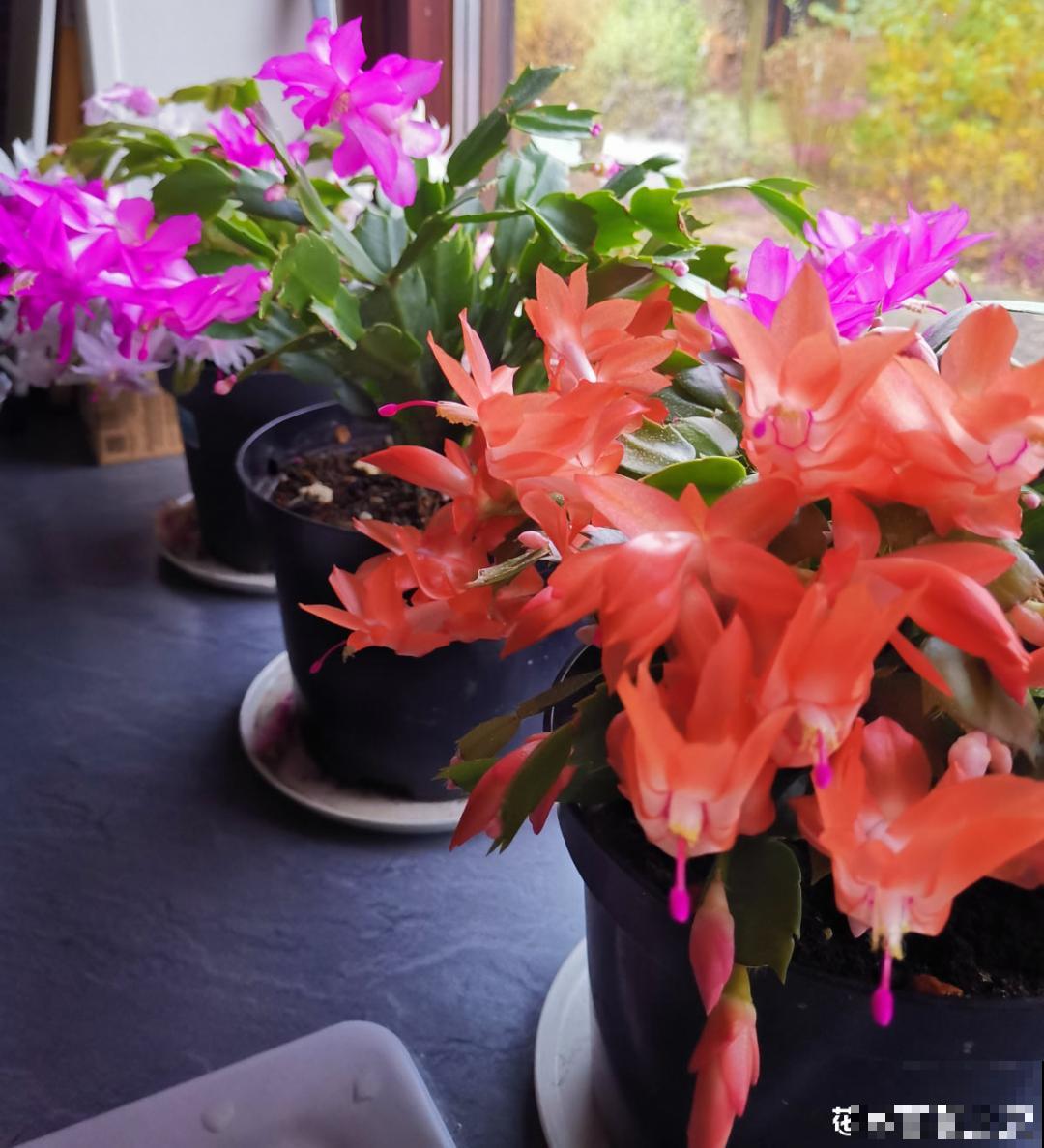 20种花，现在养正是开花好时候，再晚就过季了