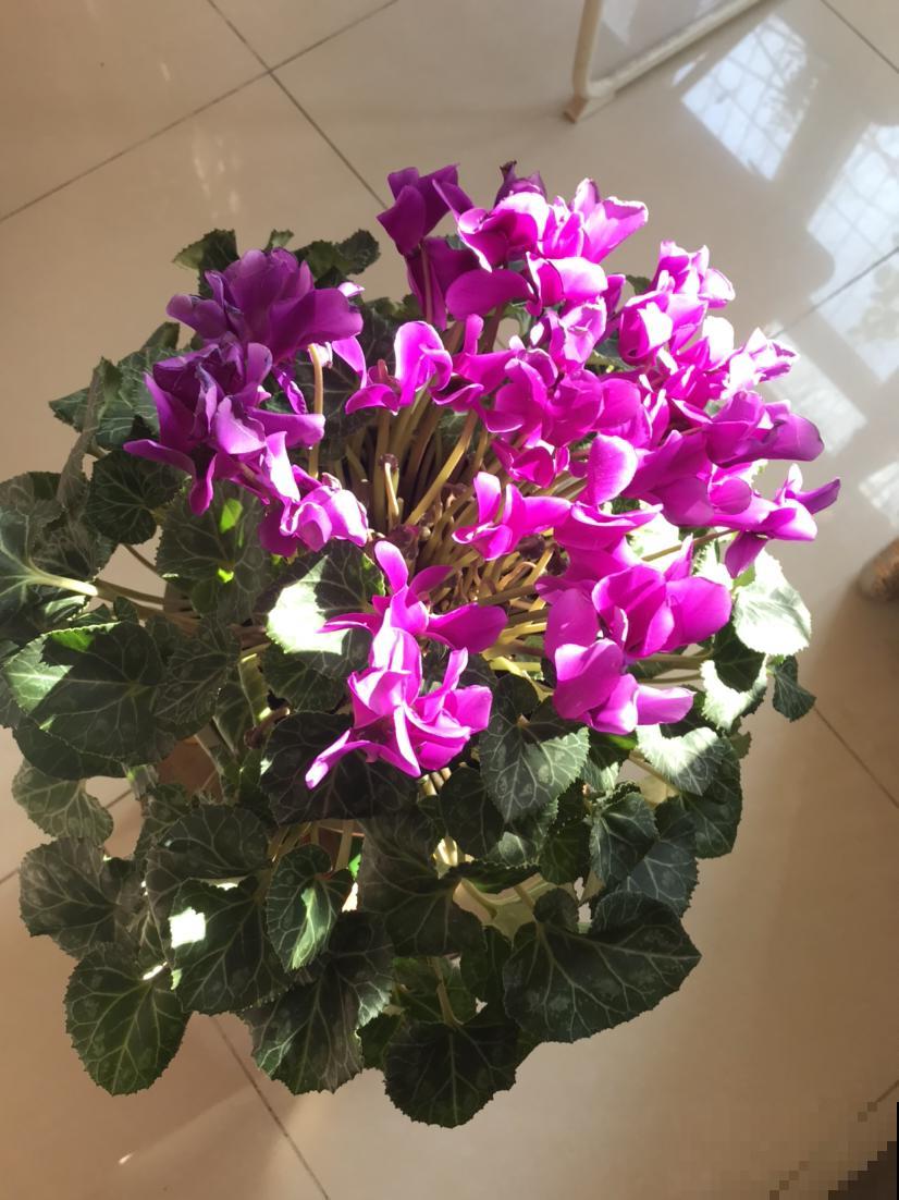 买之前嫌弃的不行,买之后开花颜值超高,这6种花越养越上瘾 买之前嫌弃的不行,买之后开花颜值超高,这6种花越养越上瘾