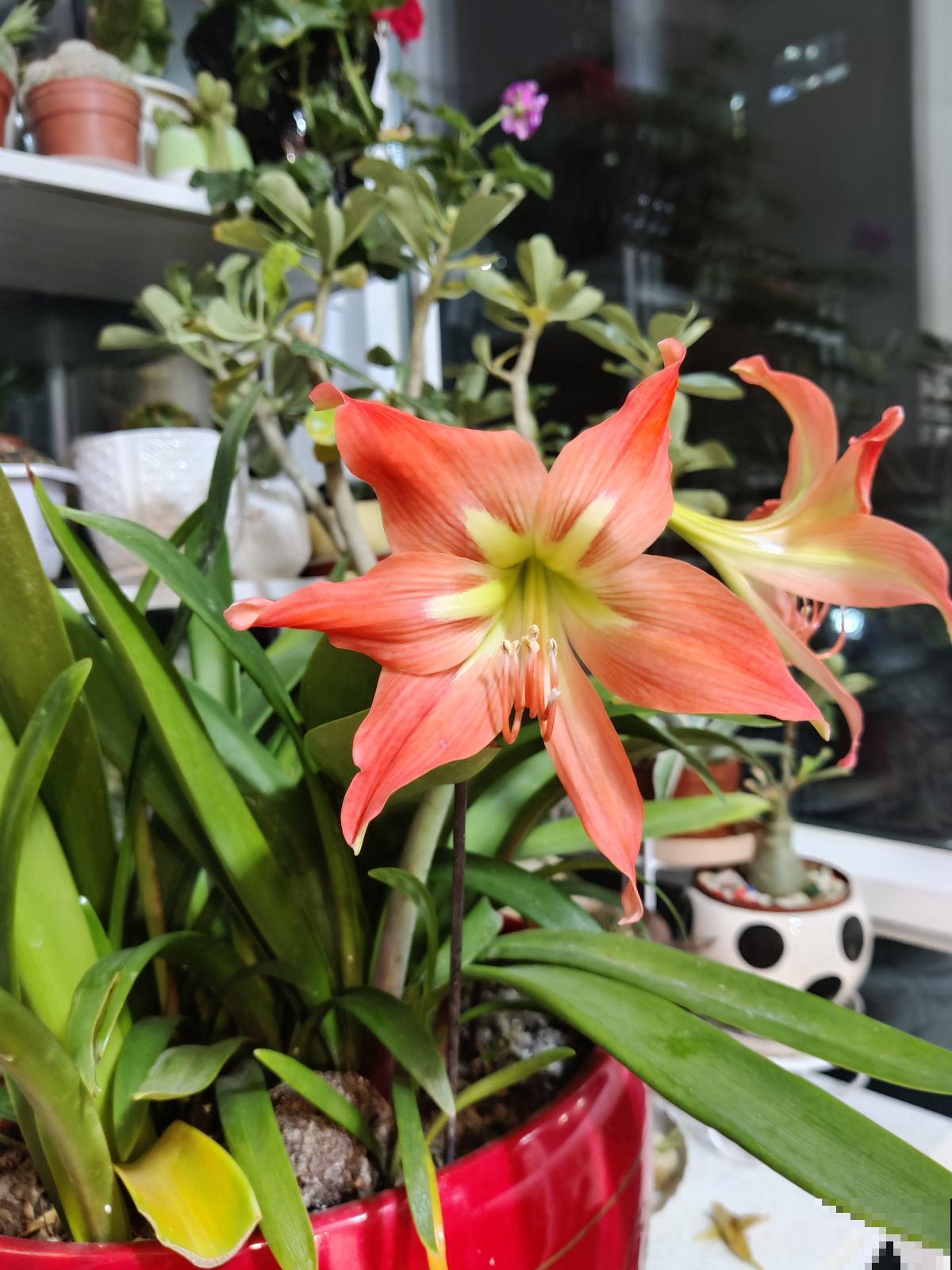 1种花名叫“朱顶红”，开花比碗口还大，中老年人养一次就上瘾