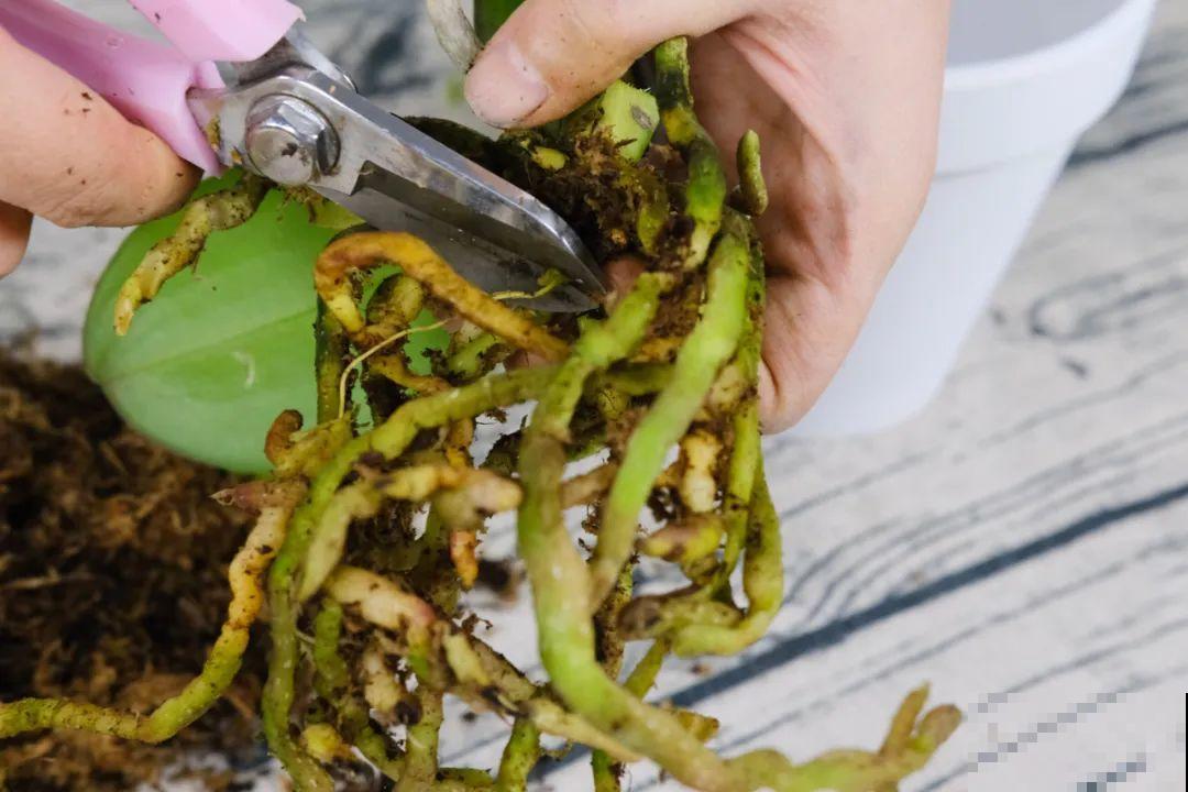 养花大棚倒闭,“贵货花”路边扔了一地,后悔没带个大麻袋 养花大棚倒闭,“贵货花”路边扔了一地,后悔没带个大麻袋