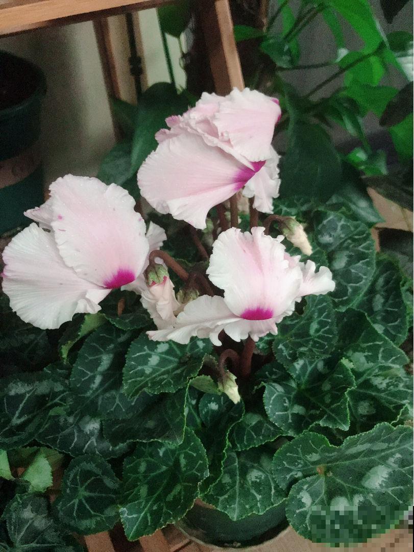 仙客来被誉为“盆花之王”,有寄托美祝愿的寓意,好看又好养 仙客来被誉为“盆花之王”,有寄托美祝愿的寓意,好看又好养