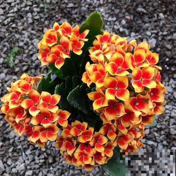 冬天常见的“吉利花”，耐旱皮实花量大，大半年都在开花