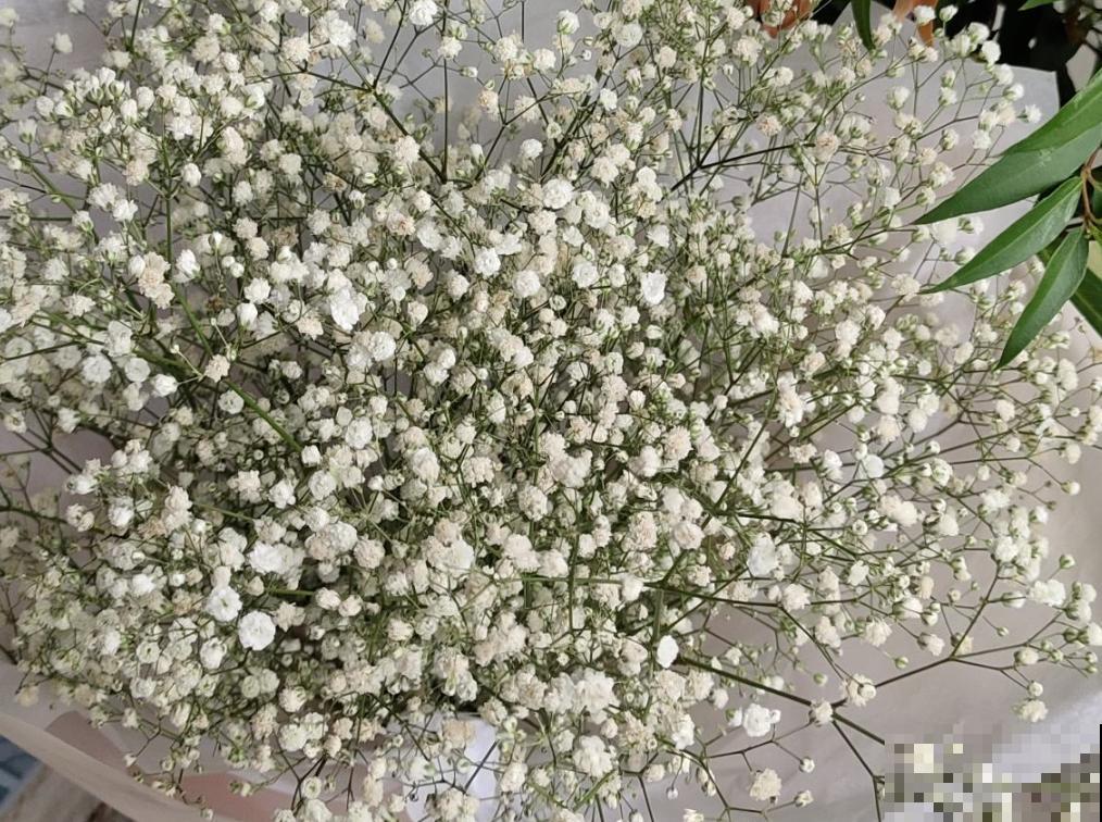 今日12星座好运花，“运势”和花更配哦，你的幸运花是哪种？