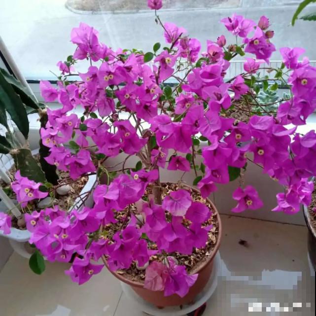 秋天给花补点“猛肥”,嫩芽一茬接一茬,花苞呼呼冒 秋天给花补点“猛肥”,嫩芽一茬接一茬,花苞呼呼冒