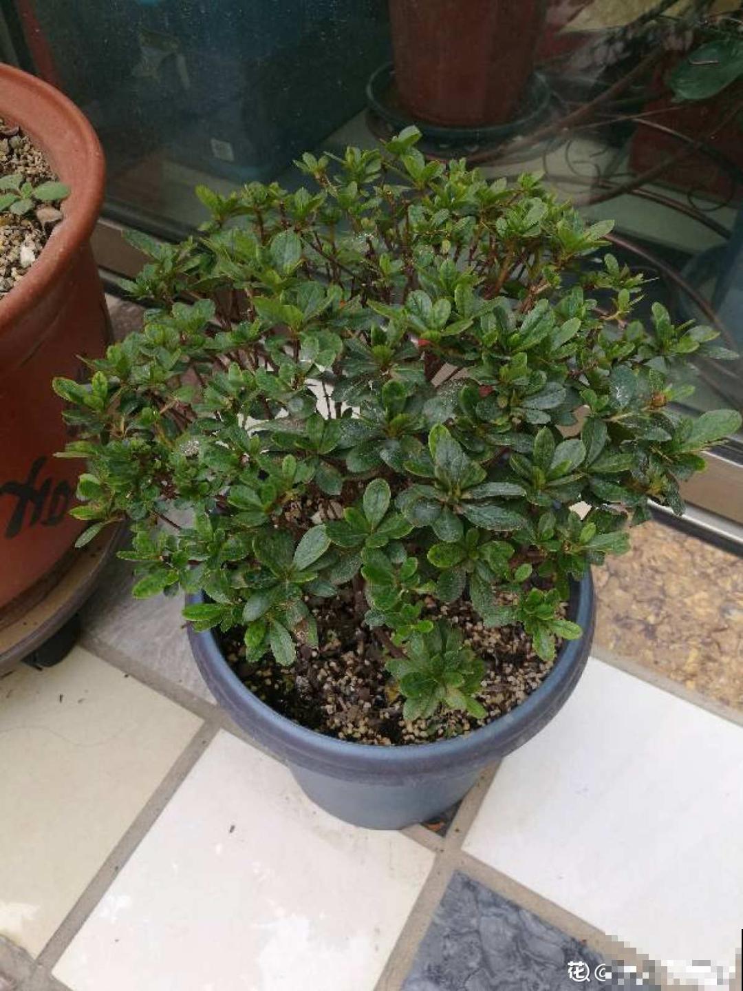 1种花美成“花中西施”，春夏秋冬都能开，好养易爆盆！