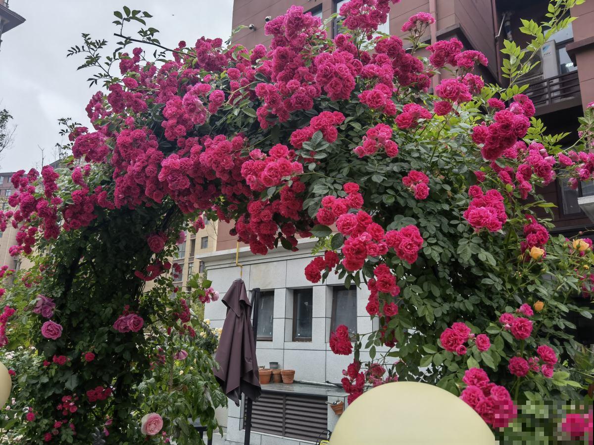种满一墙头的蔷薇，仿佛身临仙境，活脱脱的花瀑布