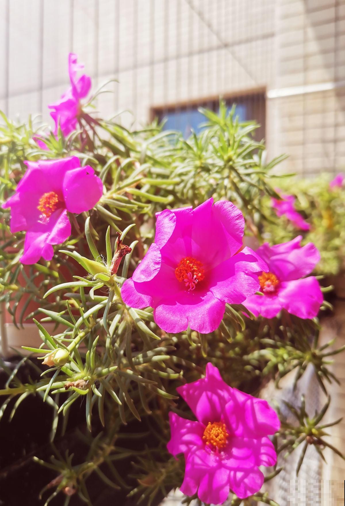 花10块钱就能买到的草花，开花爆不停，真是赚翻了