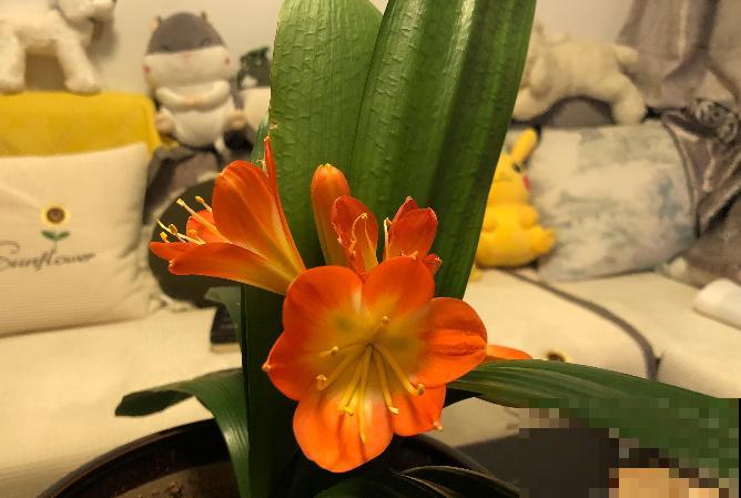 既能“招财运”，又健康的4种植物，适合新手养