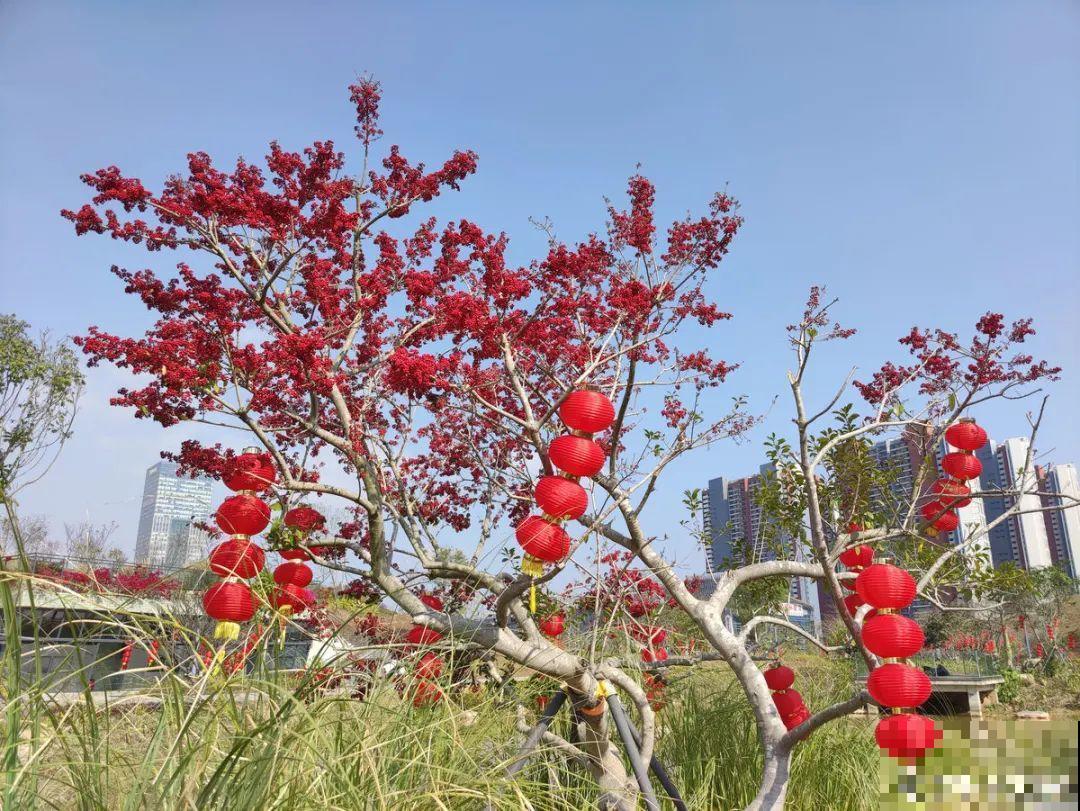 20种花，现在养正是开花好时候，再晚就过季了