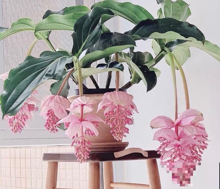 家里5个地方别养花，植物叶子发黄掉一地，赶紧把花搬走