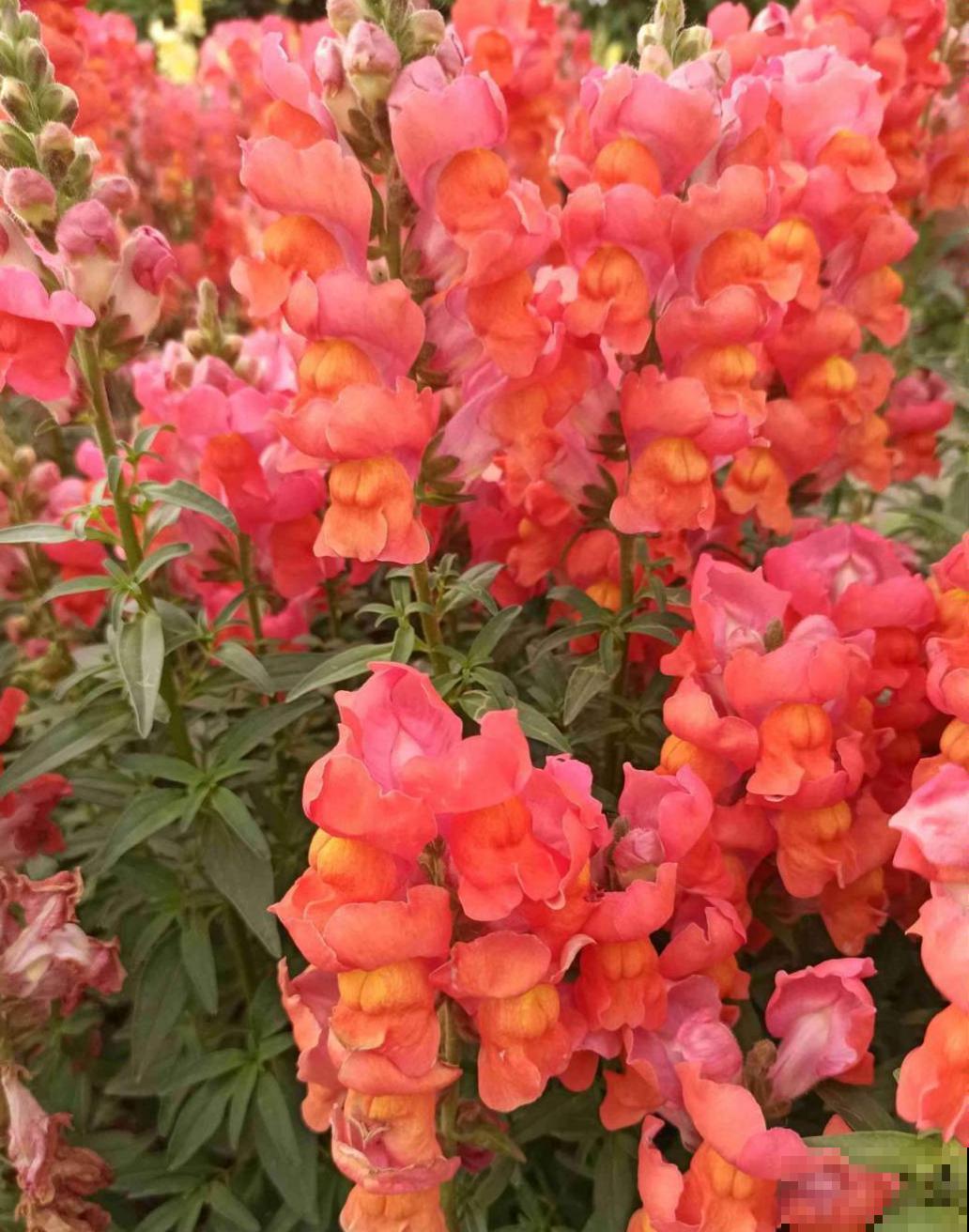 看着满阳台的花，真想扔掉，养花的心累有谁懂