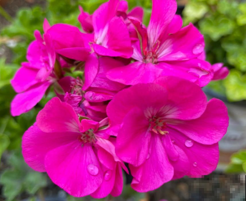 4种“省心爆盆花”，不招虫特干净，适合新手家养