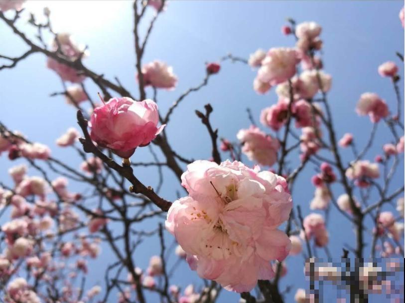 不怕冷的喜庆花,-15度依然开,满树繁花! 不怕冷的喜庆花,-15度依然开,满树繁花!