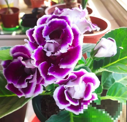 家里只有半天光照，就养4种“半阴性花”，花大如碗，爆盆容易