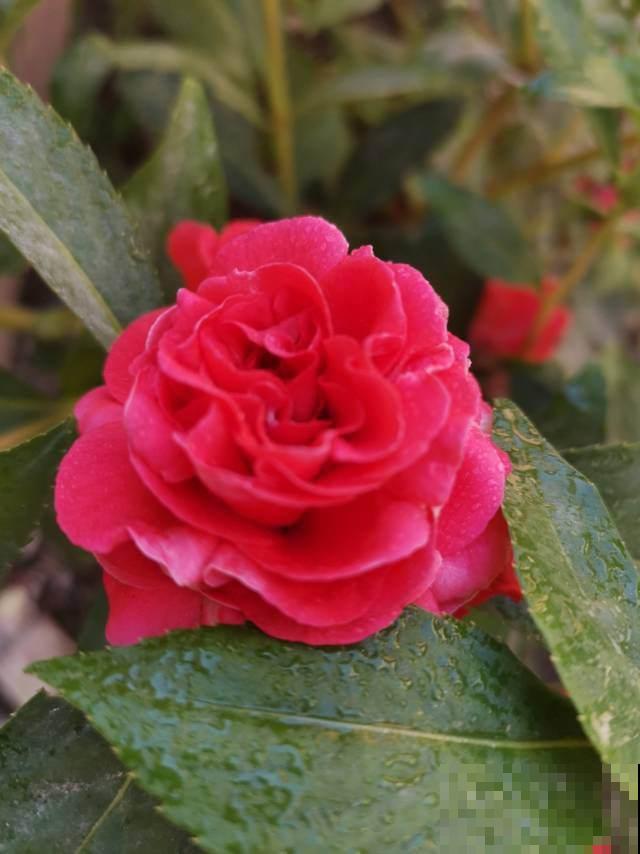 阳台党的“爆花神器”，花中的“白雪公主”，冬天养正合适