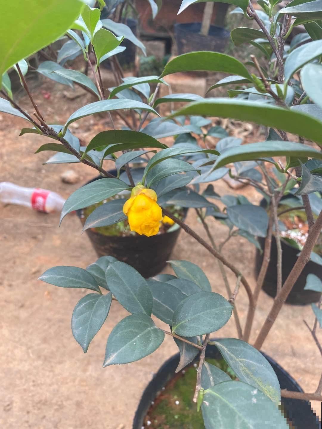 冬日贵气喜庆的茶花,品种真是不少,你知道几个 冬日贵气喜庆的茶花,品种真是不少,你知道几个