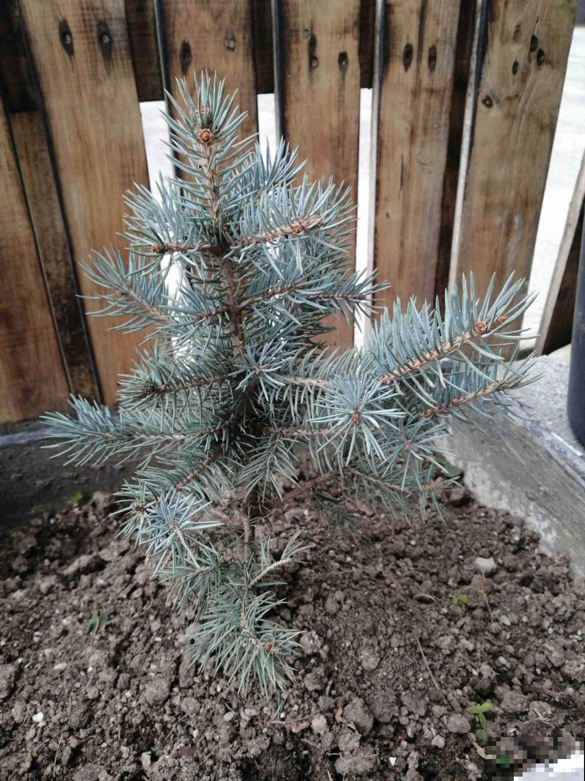 2种植物最适合做“圣诞树”，四季常青，养一盆在家里很合适