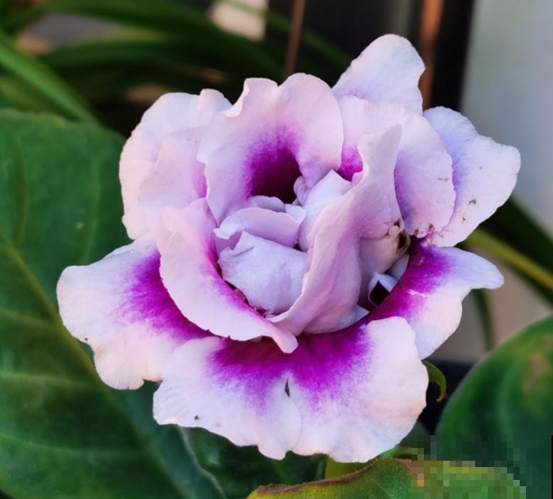 5种“好运花”，家里没光也能开花爆盆，适合养在客厅