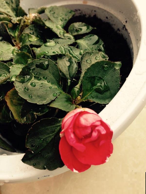 阳台党的“爆花神器”，花中的“白雪公主”，冬天养正合适