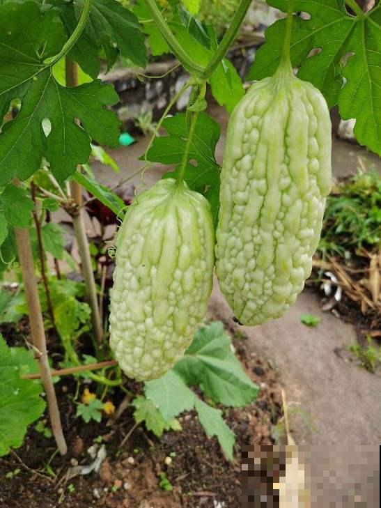 不到100块穷装院子,种了满院子蔬菜,这下省了买菜钱 不到100块穷装院子,种了满院子蔬菜,这下省了买菜钱