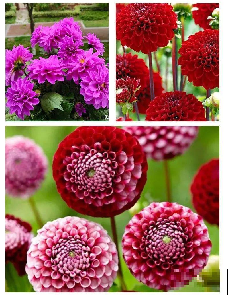 “大丽花门前种，财富到家不是梦”，种点大丽花，喜庆又富贵