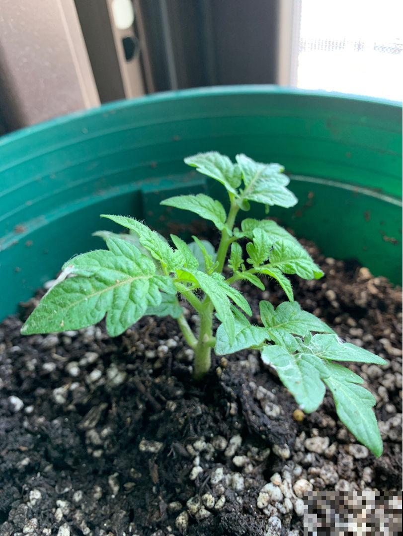 现在阳台上种6种菜,长势特健壮,年底就能吃 现在阳台上种6种菜,长势特健壮,年底就能吃