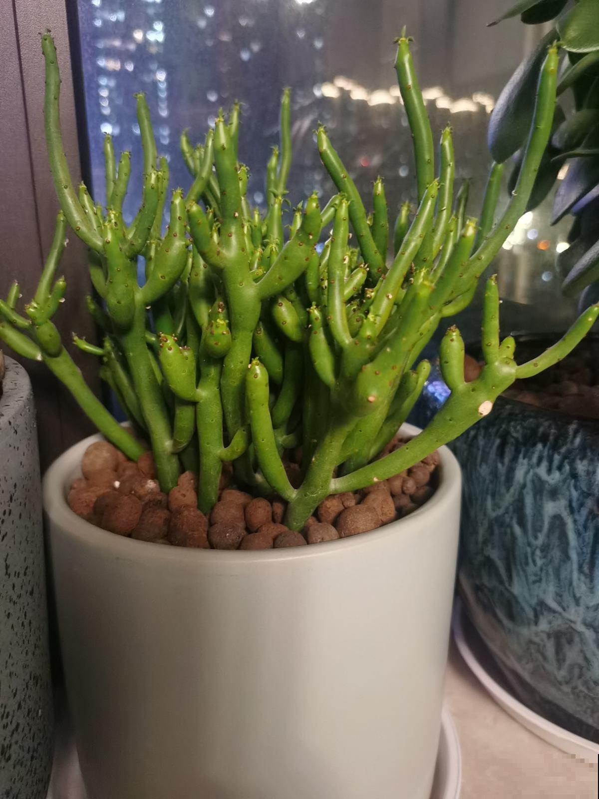 1种花只有“绿杆子”，太阳一照碧绿通透，还有招财好兆头