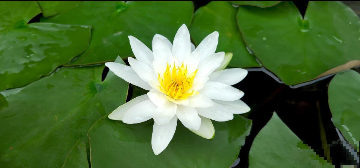 中国10大名花排行榜,快来看看,你喜欢的花卉上榜了吗 中国10大名花排行榜,快来看看,你喜欢的花卉上榜了吗