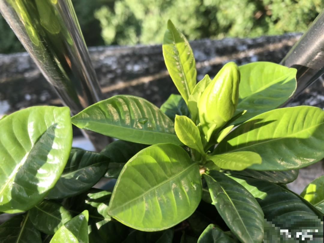 现在给花上秋肥，杆子粗、叶子密，不然冬天都冻死