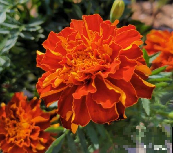 7种花，只有一年寿命，开完别留，不然浪费时间