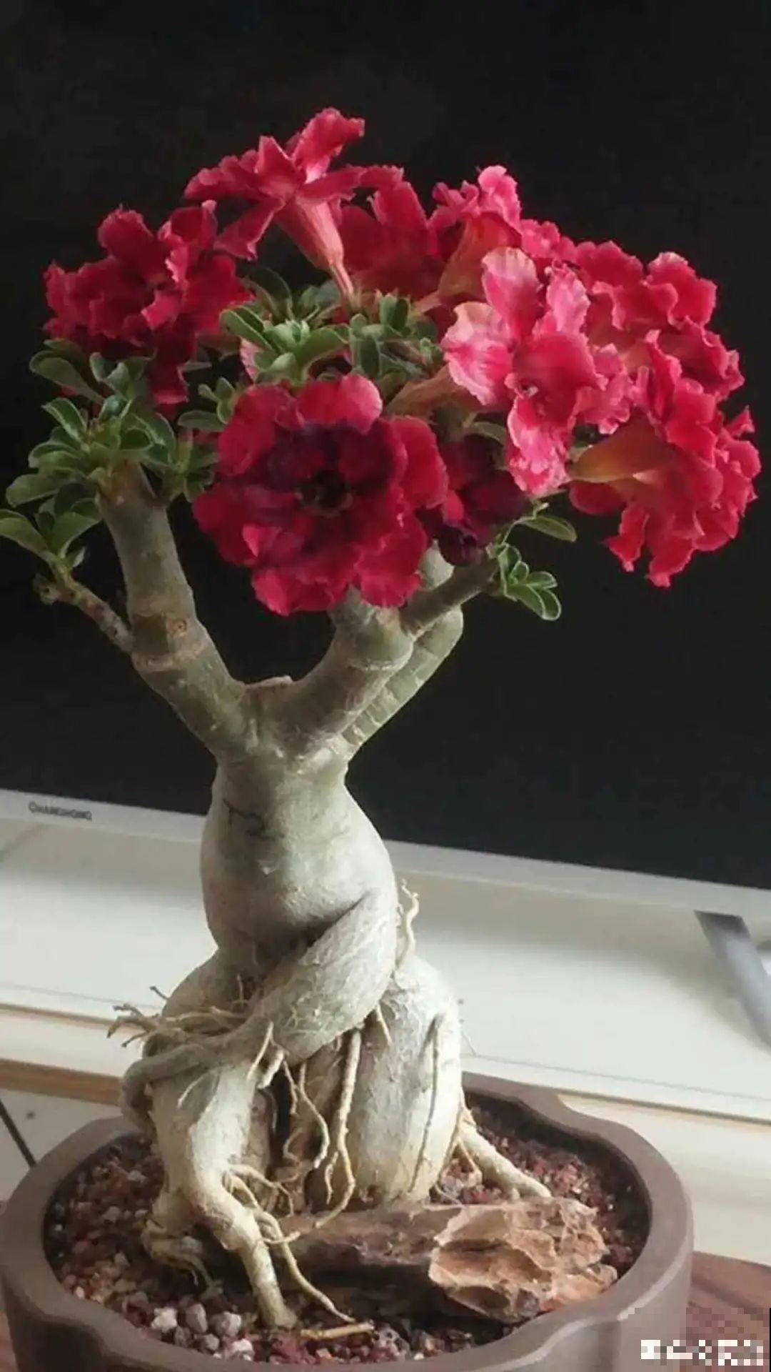 10种花得穷养，盆越小、水越少，越长得旺