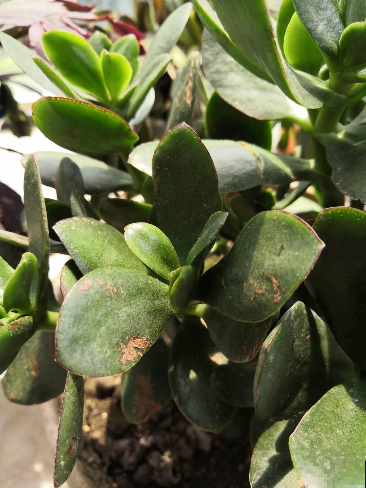 燕子掌护理关键点，别眼馋别人养的好，学会你也可以