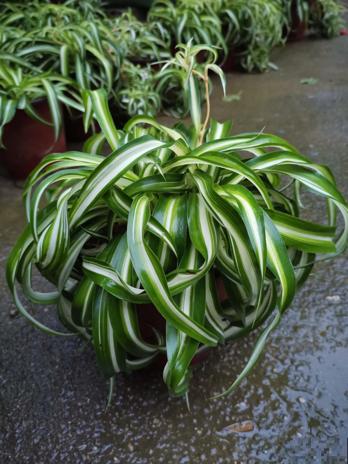 8种花养在家里不占地方,还很有格调,秋冬养正合适 8种花养在家里不占地方,还很有格调,秋冬养正合适