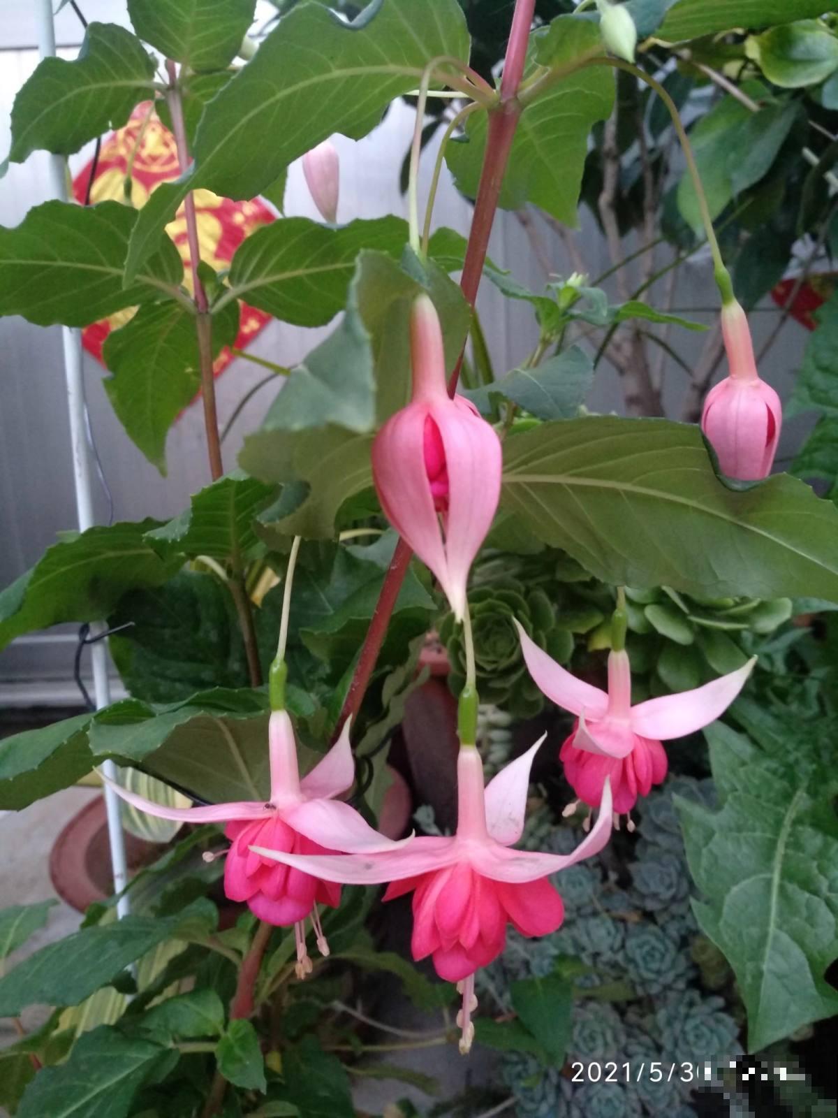 这6种花太昂贵，自带贵气轻易买不起，新手小白勿入