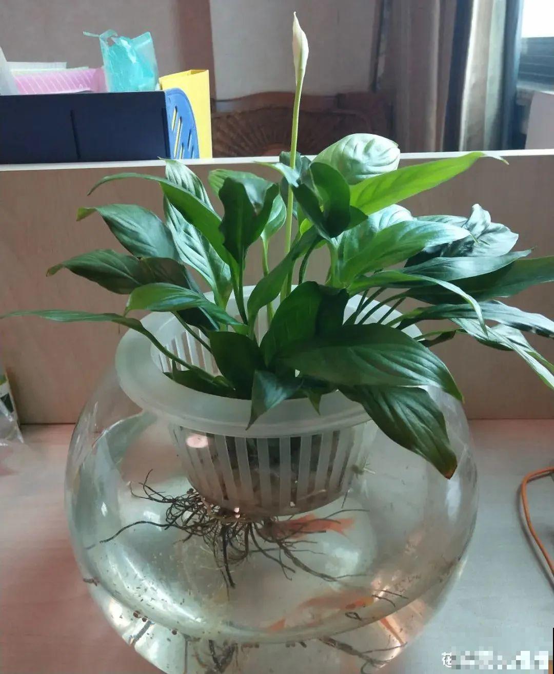 10种“怕晒花”，越晒死越快，半阴地儿反倒长得旺