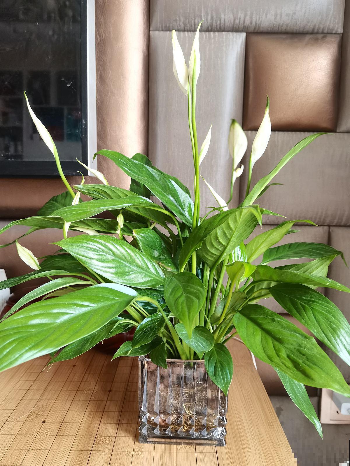 今年流行的“客厅花”，特旺财，隔壁大妈都爱养