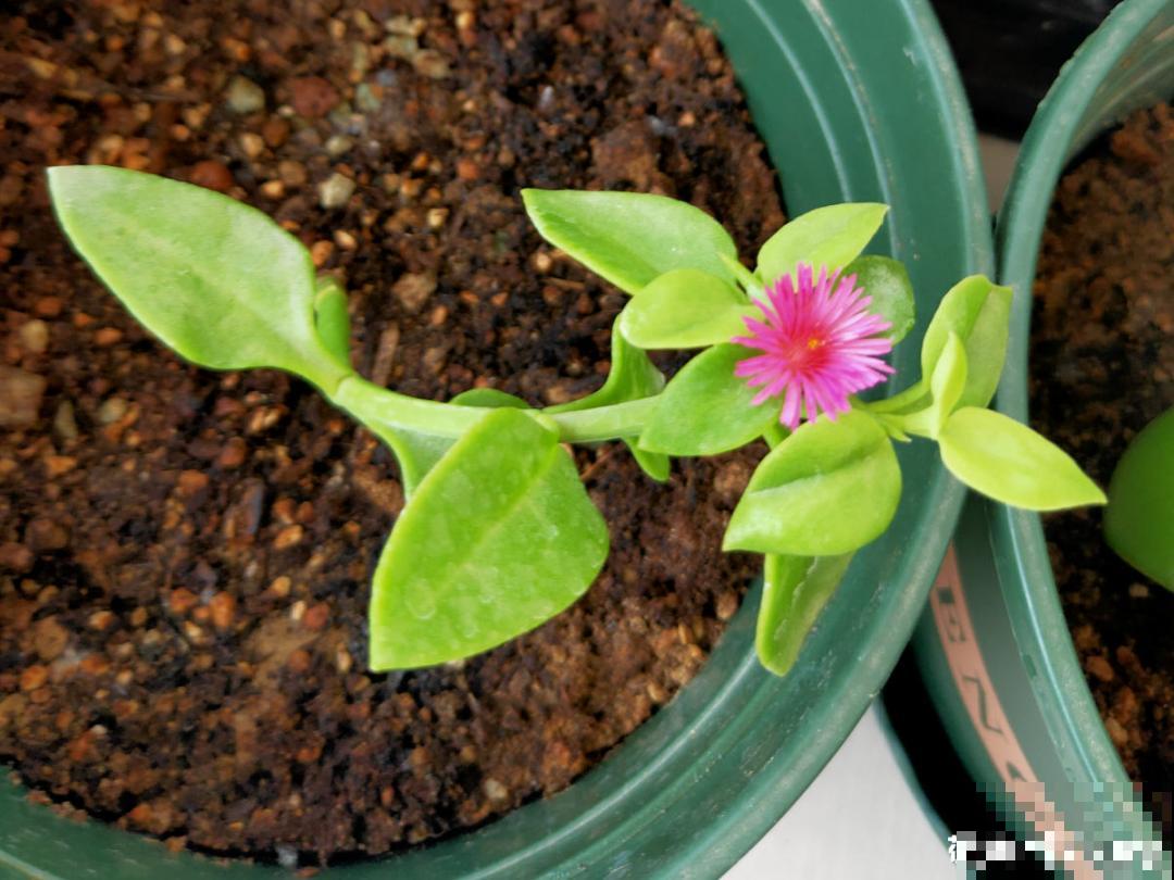 现在扦插8种花，生根快长得旺，冬春季节就开花