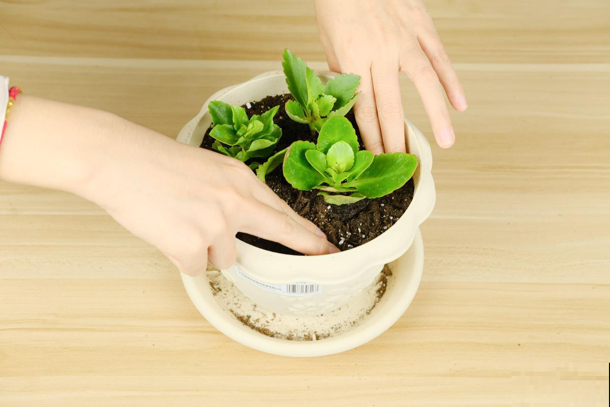 “富养”4种花，多施肥多浇水才能长得壮，不然最后没花看