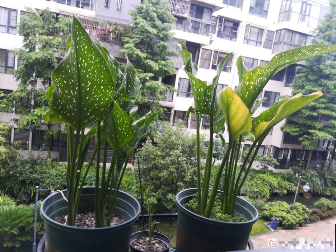 颜值超高的马蹄莲，开花大气优雅，气质满满能开半年