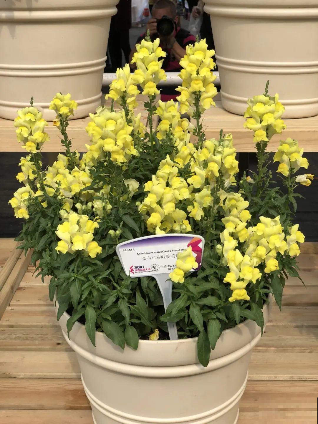 草花播种前，学会6个小妙招，全部都能活，齐刷刷冒新芽！