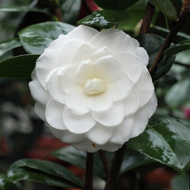 中国10大名花排行榜,快来看看,你喜欢的花卉上榜了吗 中国10大名花排行榜,快来看看,你喜欢的花卉上榜了吗